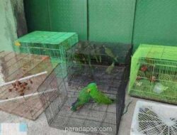 Operasi Gabungan Gagalkan Penyelundupan 100 Satwa Dilindungi Asal Papua di Tanjung Priok, Dua Oknum Aparat Diamankan