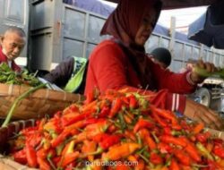 Bapanas: Harga Cabai dan Bawang Merah Fluktuatif, Petani di DIY Terpaksa Jual di Bawah HAP