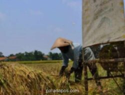 Program MBG di Cianjur Stabilkan Harga Pangan dan Beri Kepastian Pasar bagi Petani Lokal