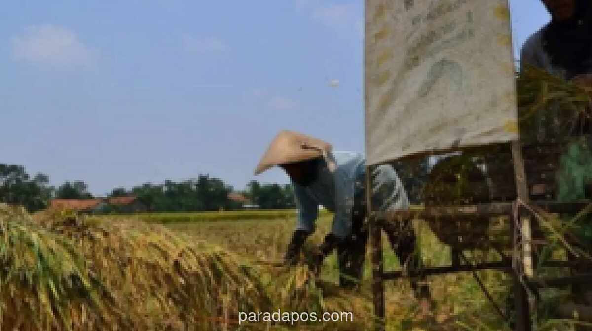 Program MBG di Cianjur Stabilkan Harga Pangan dan Beri Kepastian Pasar bagi Petani Lokal