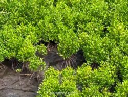 Keberhasilan Tanam 600 Bibit Mangrove di Halmahera Utara: Tingkat Hidup 90%, Kawasan Pesisir Kao Kembali Hijau