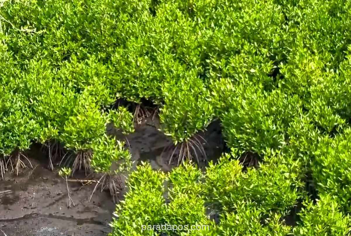 Keberhasilan Tanam 600 Bibit Mangrove di Halmahera Utara: Tingkat Hidup 90%, Kawasan Pesisir Kao Kembali Hijau