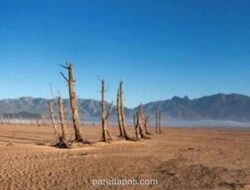 Hari Dunia untuk Memerangi Penggurusan 2026 Soroti Nasib Padang Rumput yang Terabaikan