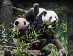 Empat Panda Terakhir Tinggalkan Jepang, Kota Shirahama Berjuang Pulihkan Pariwisata Tanpa Ikon Andalan