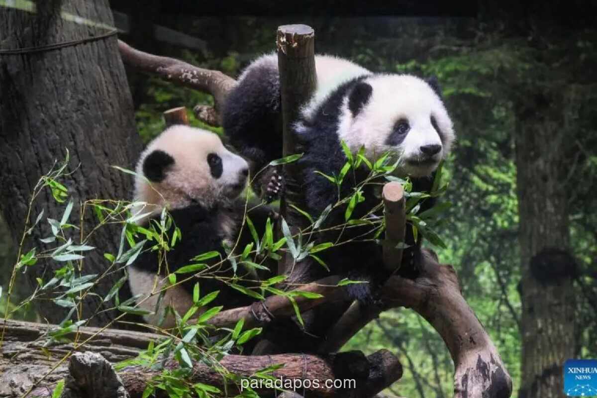 Empat Panda Terakhir Tinggalkan Jepang, Kota Shirahama Berjuang Pulihkan Pariwisata Tanpa Ikon Andalan