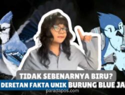 Warna Biru Blue Jay Ternyata Ilusi Optik, Bukan Pigmen Alami