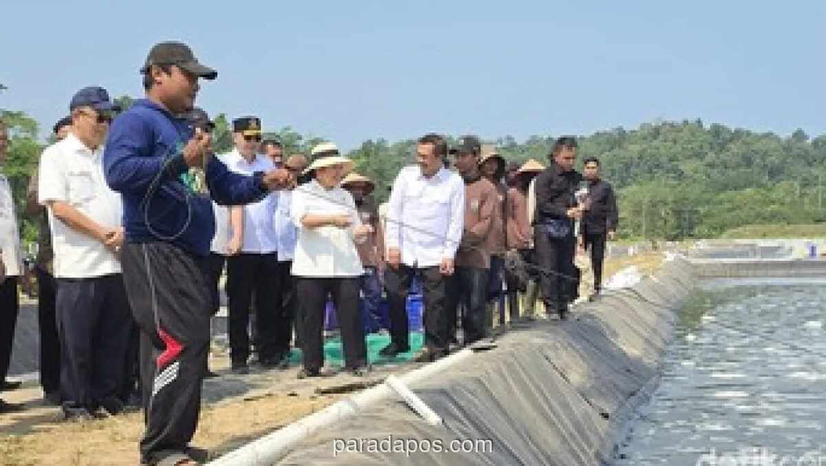 Titiek Soeharto Tinjau Panen Udang Vaname di Nusakambangan, Napi Dapat Insentif Rp25 Ribu per Hari