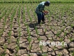 10.673 Hektare Sawah di Indramayu Terancam Puso Akibat Kemarau Panjang