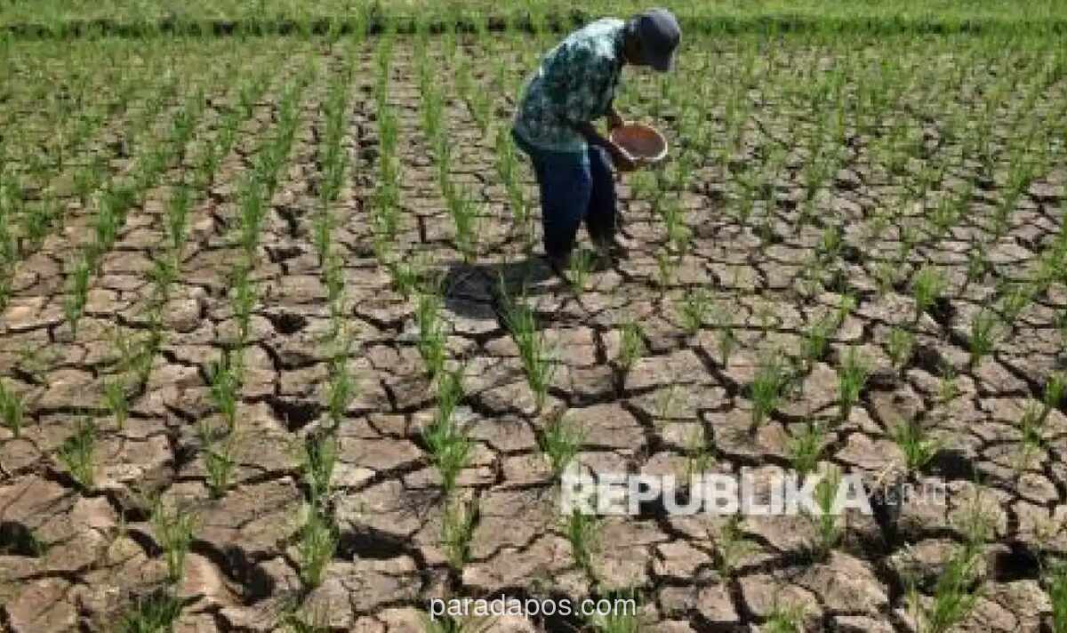 10.673 Hektare Sawah di Indramayu Terancam Puso Akibat Kemarau Panjang