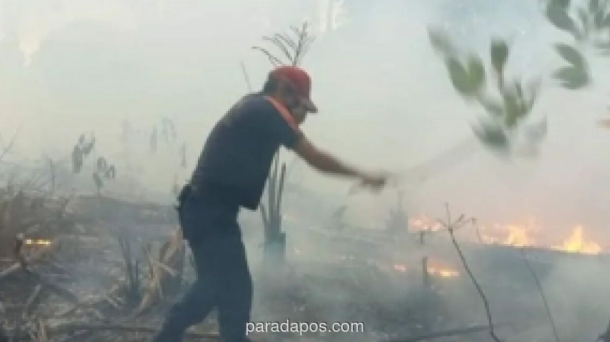 BPBD Catat 8 Kebakaran Hutan dan Lahan di Bangka Belitung Sepanjang Juni, Hanguskan 16 Hektare