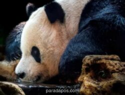 Empat Fasilitas di Istana Panda Taman Safari Bogor yang Sering Terlewat Pengunjung
