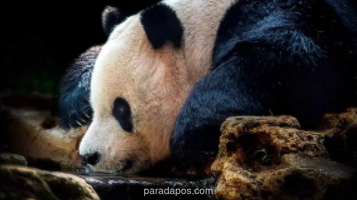 Empat Fasilitas di Istana Panda Taman Safari Bogor yang Sering Terlewat Pengunjung
