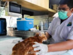 Pemprov DKI Operasikan Mobil Klinik Hewan Keliling di Lima Wilayah, Tarif Mulai Rp35 Ribu