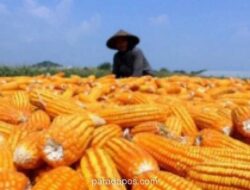 Realisasi Cadangan Jagung Pemerintah Baru 19 Persen, Bappenas Dorong Percepatan Pengadaan