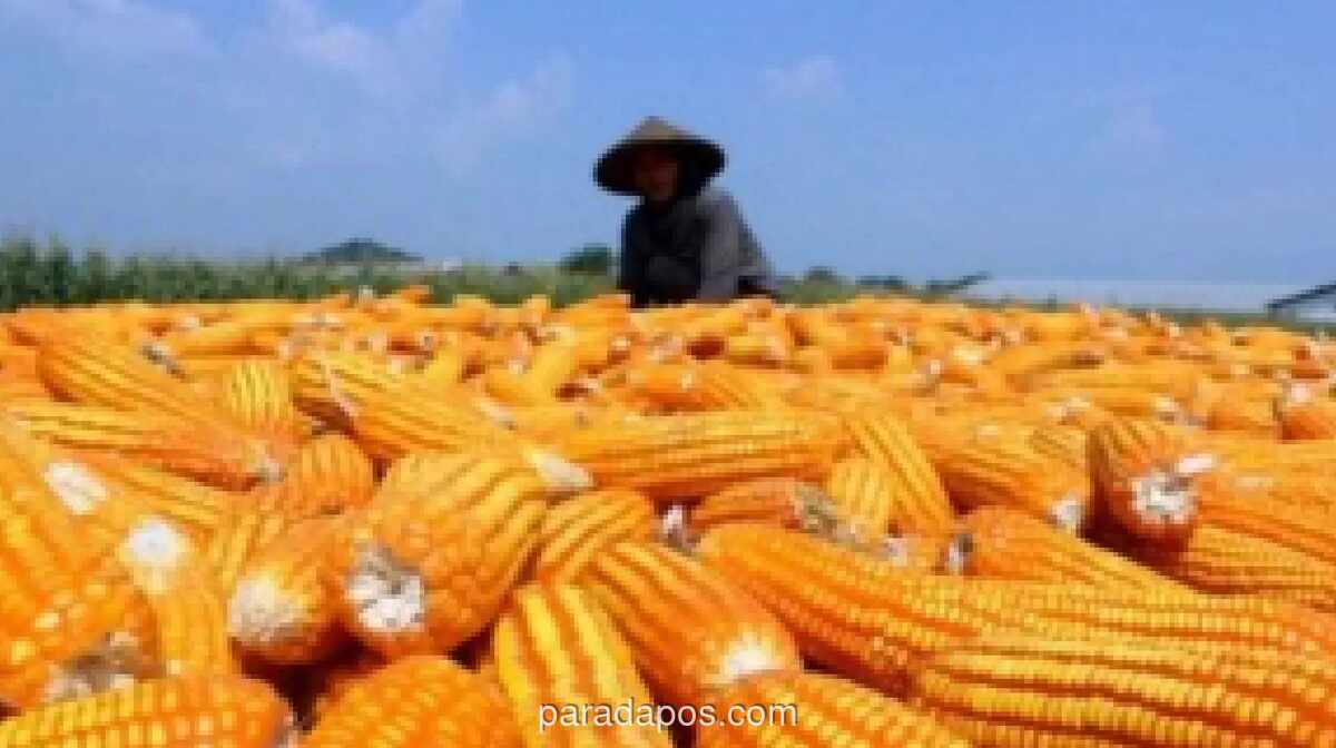 Realisasi Cadangan Jagung Pemerintah Baru 19 Persen, Bappenas Dorong Percepatan Pengadaan