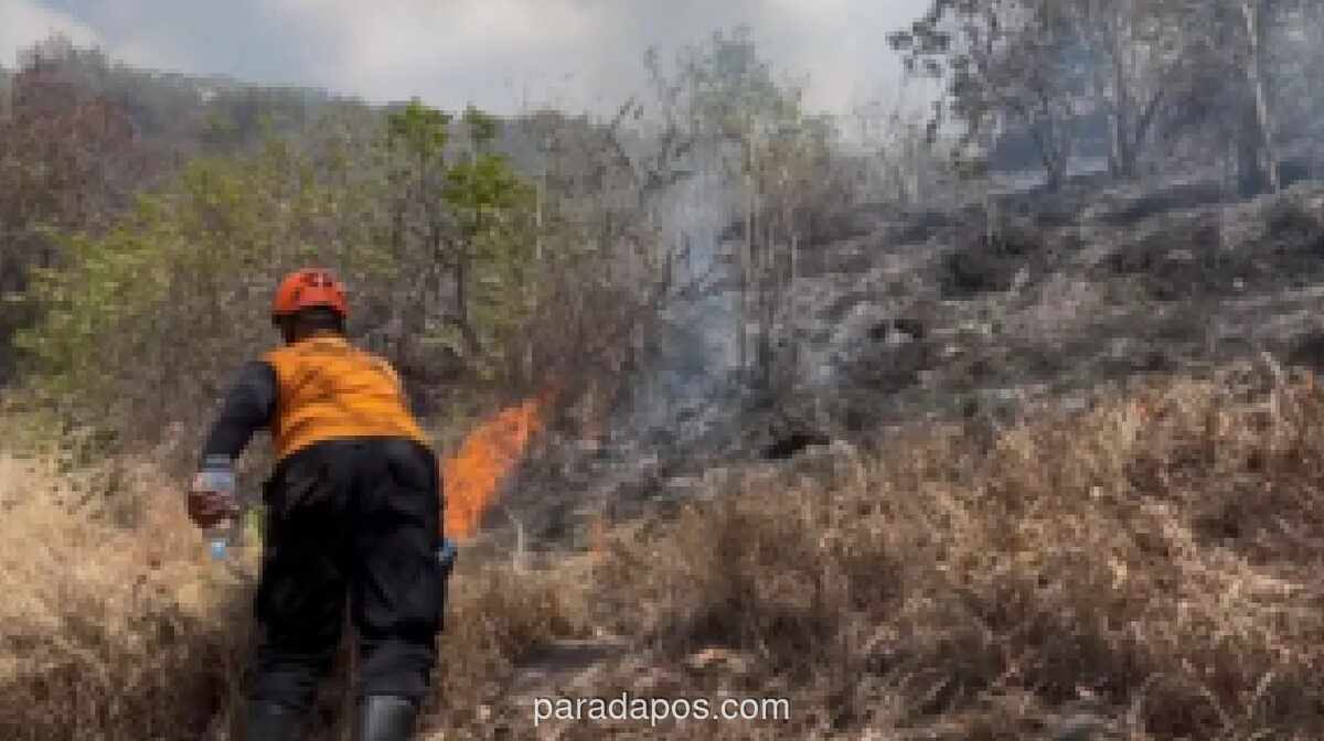 BNPB Catat Kebakaran Hutan dan Lahan Dominasi Bencana di Indonesia, 48 Hektare di Buleleng Jadi Terluas