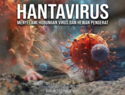 WHO Resmi Nyatakan Wabah Hantavirus di Kapal Pesiar MV Hondius Berakhir
