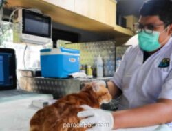 Mobil Klinik Hewan Keliling Jakarta Beroperasi di Lima Titik, Tawarkan Vaksinasi hingga Sterilisasi Mulai Rp35 Ribu