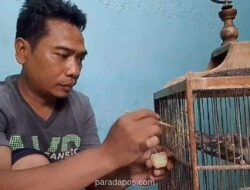 Pria di Surabaya Raup Omzet Rp18 Juta per Bulan dari Ternak Burung Blackthroat di Pekarangan Rumah