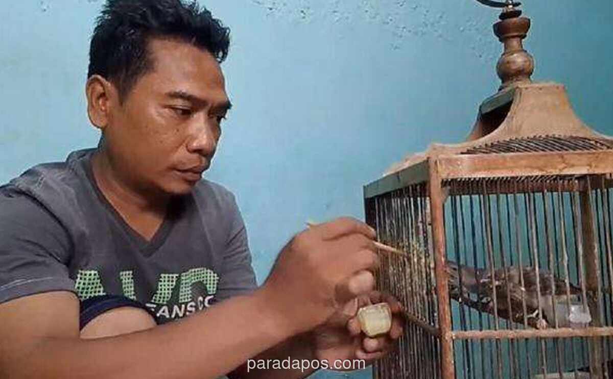 Pria di Surabaya Raup Omzet Rp18 Juta per Bulan dari Ternak Burung Blackthroat di Pekarangan Rumah