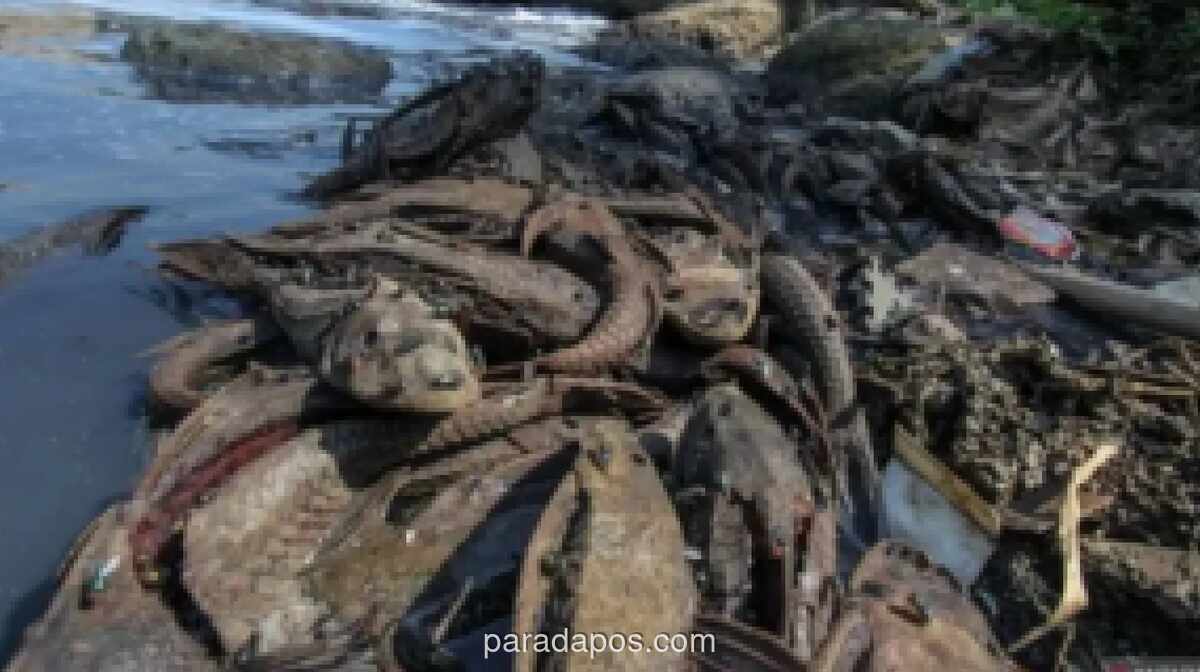 Jakarta Barat Serahkan 7 Kg Ikan Sapu-sapu Hasil Operasi ke-12 untuk Pakan Magot dan Penelitian