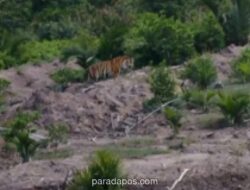 BBKSDA Riau Pasang Kamera Jebak dan Drone Pantau Pergerakan Harimau Sumatra di Indragiri Hilir