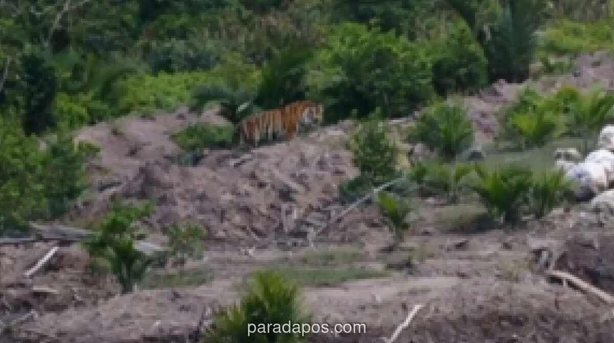 BBKSDA Riau Pasang Kamera Jebak dan Drone Pantau Pergerakan Harimau Sumatra di Indragiri Hilir