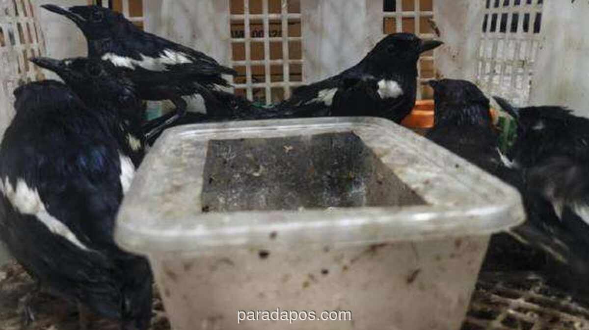 Petugas Karantina Gagalkan Penyelundupan 69 Burung Kicau Tanpa Dokumen di Sidoarjo