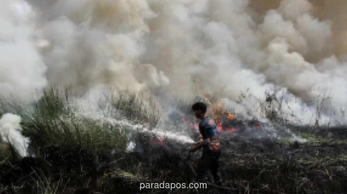 BPBD Palangka Raya Catat 26 Kebakaran Hutan dan Lahan Sejak Awal Juni, Didominasi Unsur Kesengajaan