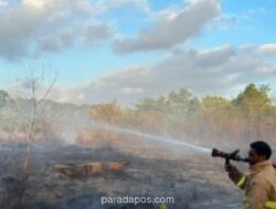 Kebakaran Hutan di Sorong Hanguskan 24 Hektare Lahan, Satu Tiang Listrik Rusak