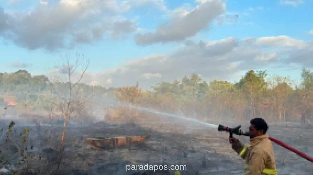 Kebakaran Hutan di Sorong Hanguskan 24 Hektare Lahan, Satu Tiang Listrik Rusak