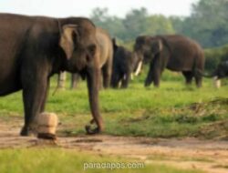 Pemerintah Terbitkan Inpres Penyelamatan Gajah Sumatra dan Kalimantan