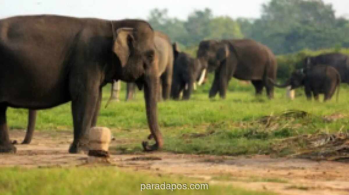 Pemerintah Terbitkan Inpres Penyelamatan Gajah Sumatra dan Kalimantan