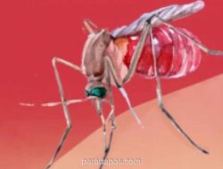 Kemenkes dan Enesis Gaet Sekolah Cegah DBD, Anak Usia 5-14 Tahun Catat Angka Kematian Tertinggi