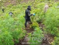 TNI Musnahkan Ladang Ganja 2,5 Hektare di Aceh Besar, Berawal dari Laporan Warga