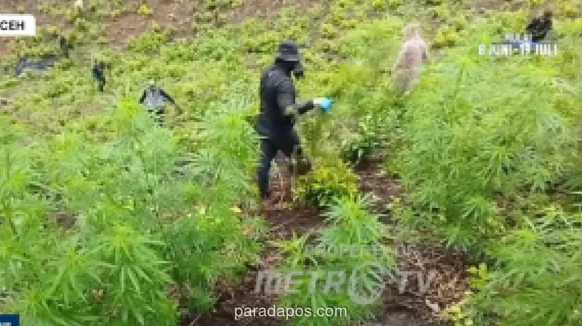 TNI Musnahkan Ladang Ganja 2,5 Hektare di Aceh Besar, Berawal dari Laporan Warga