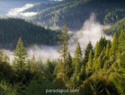 Menhut Dorong Perdagangan Karbon untuk Biayai Restorasi Hutan