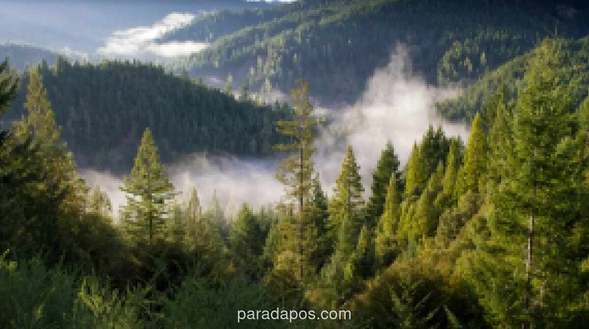 Menhut Dorong Perdagangan Karbon untuk Biayai Restorasi Hutan