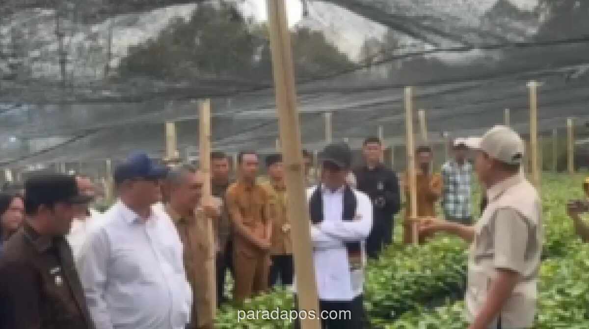 Mentan Amran Pastikan Pemulihan Kopi Gayo Pascabencana, Targetkan Kesejahteraan Petani