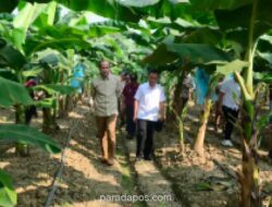 Menteri Transmigrasi: Pisang Jadi Komoditas Unggulan untuk Wujudkan Swasembada Pangan
