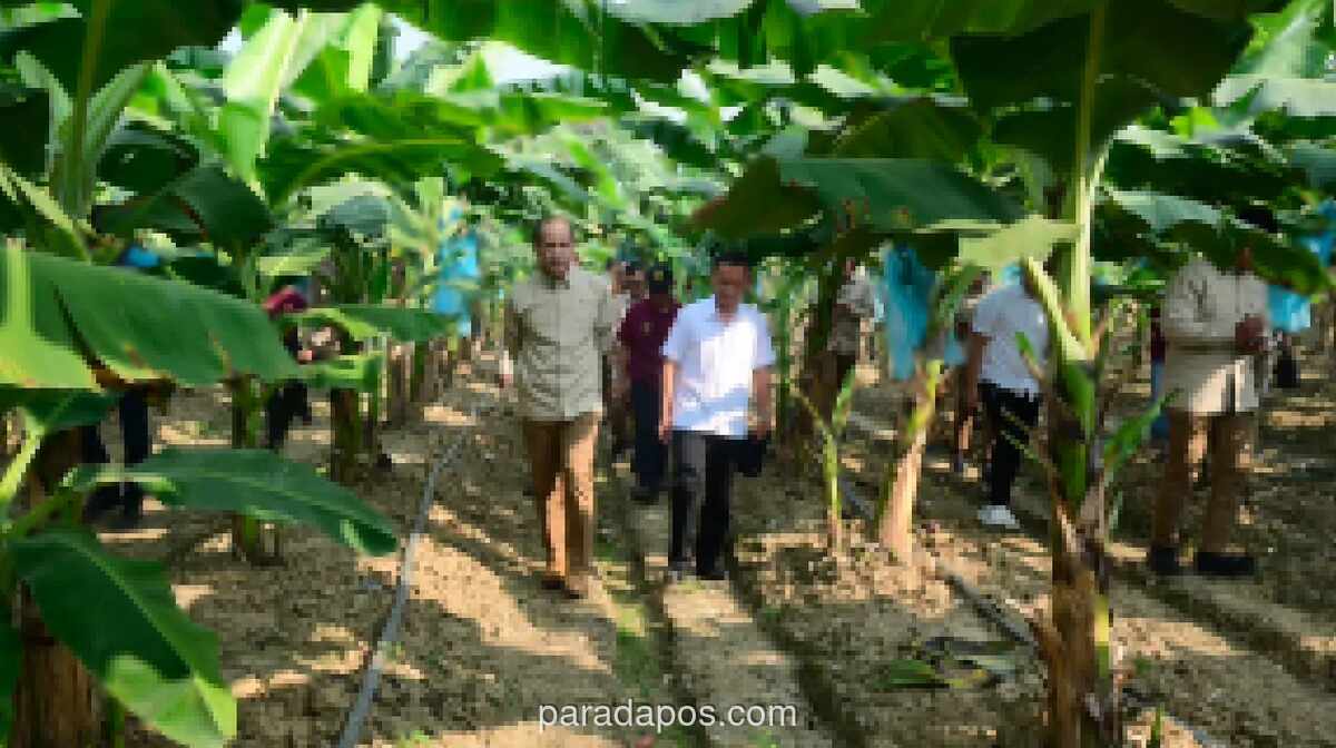 Menteri Transmigrasi: Pisang Jadi Komoditas Unggulan untuk Wujudkan Swasembada Pangan