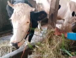 Produksi Susu Sapi Perah di Semarang Turun Akibat Kekeringan, Peternak Andalkan Pakan Alternatif