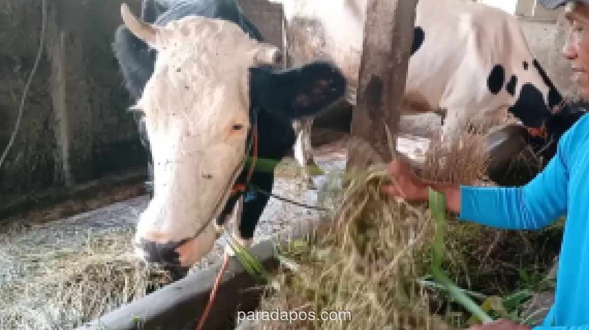 Produksi Susu Sapi Perah di Semarang Turun Akibat Kekeringan, Peternak Andalkan Pakan Alternatif
