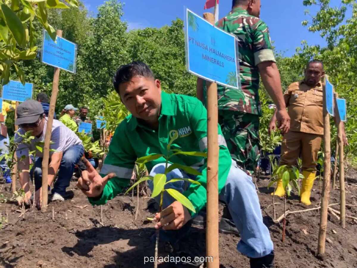 NHM dan Pemkab Halmahera Utara Tanam Mangrove di KEE Kao Peringati Hari Mangrove Sedunia