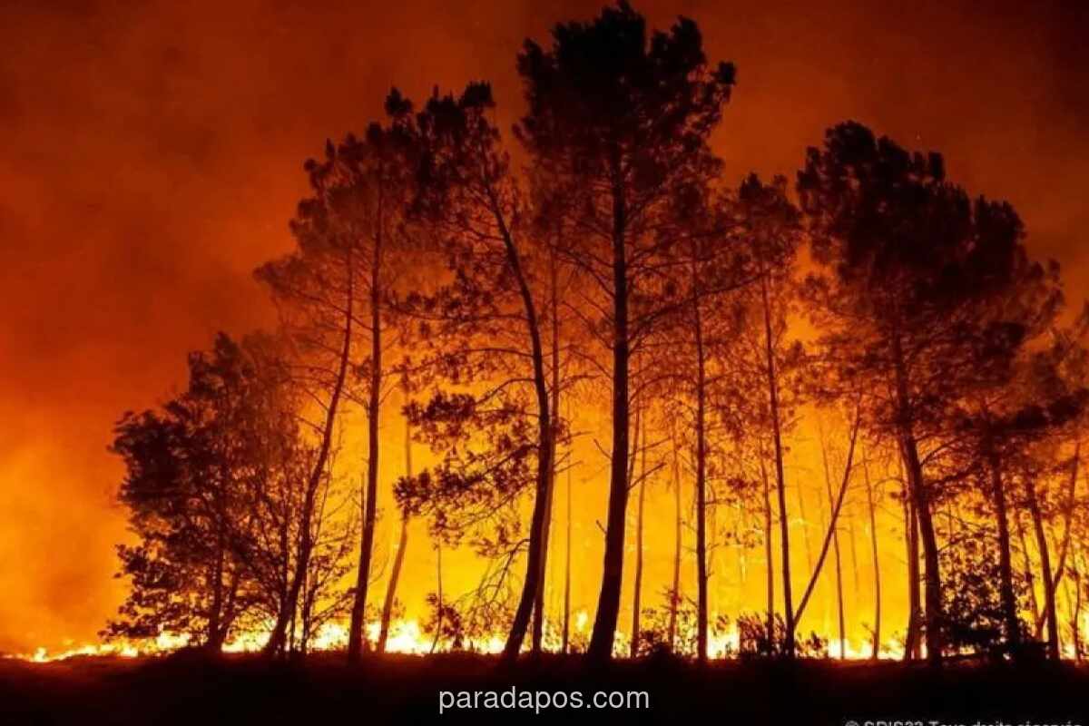 Prancis Alami Lonjakan Kebakaran Lahan, 11.000 Titik Api Hanguskan 35.000 Hektare di Awal 2025