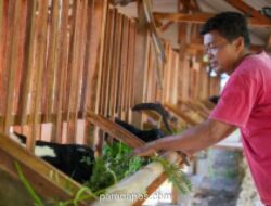 Populasi Kambing Peranakan Etawa di Gunungkidul Naik 52 Persen Berkat Program TJSL PLN EPI