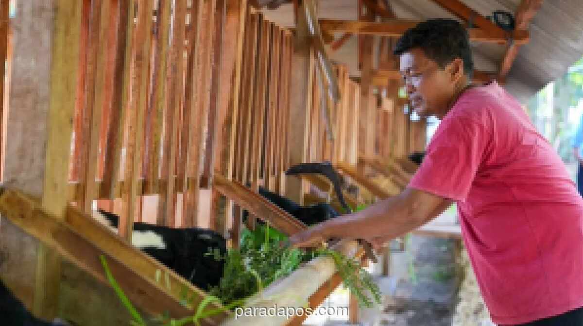 Populasi Kambing Peranakan Etawa di Gunungkidul Naik 52 Persen Berkat Program TJSL PLN EPI