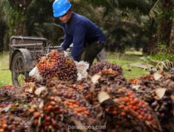 IPB: Produksi CPO 53 Juta Ton Per Tahun, Sawit Jadi Pilar Ketahanan Pangan Nasional