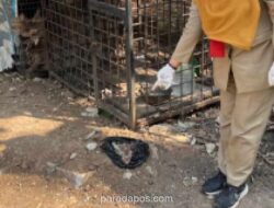 Petugas Temukan Potongan Anjing Membusuk di Warung Makan Duri Kosambi, Diduga Lokasi Jagal Ilegal