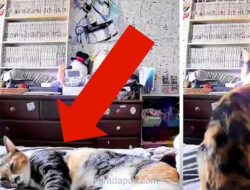 Kucing di Kumamoto Kabur dari Kamar Detik Sebelum Gempa M7, Ilmuwan Kembali Kaji Kepekaan Hewan